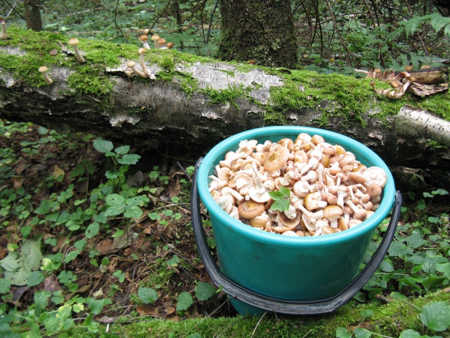 Строение Волжанка гриб