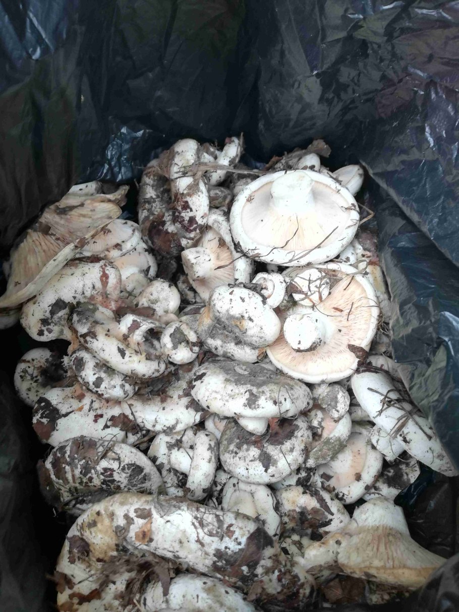 Грузди сухие ведро