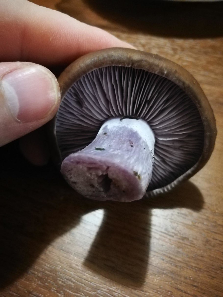 Паутинник березовый