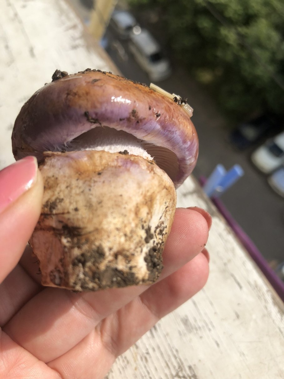 Грибы паутинник Королевский