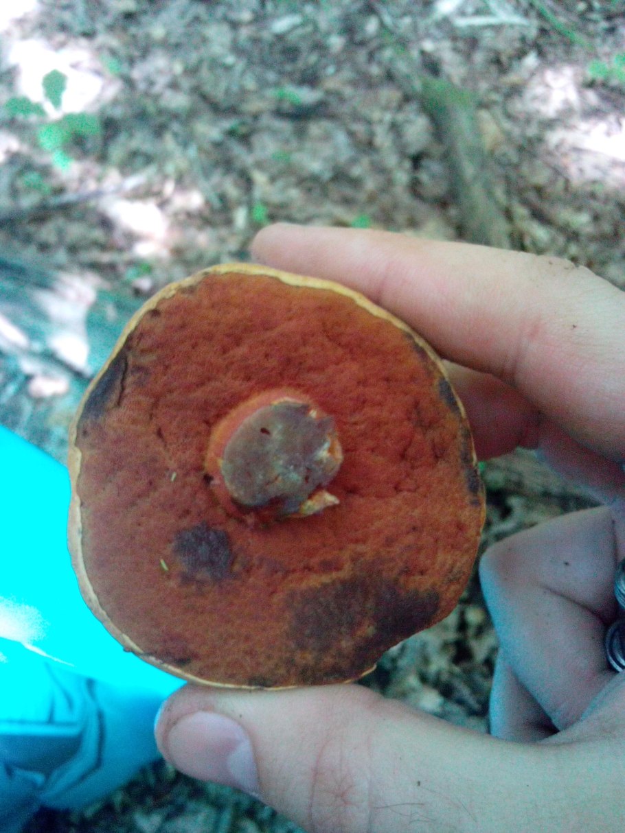 фото грибов которые синеют на срезе