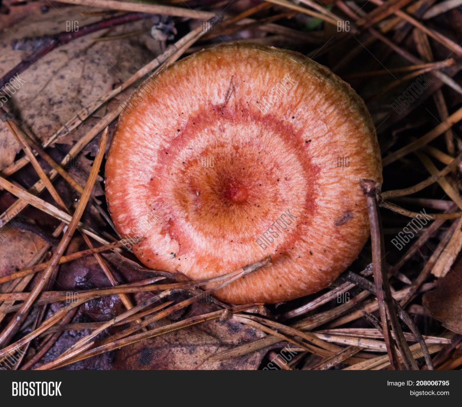 Волнушки Волжанки рыжики