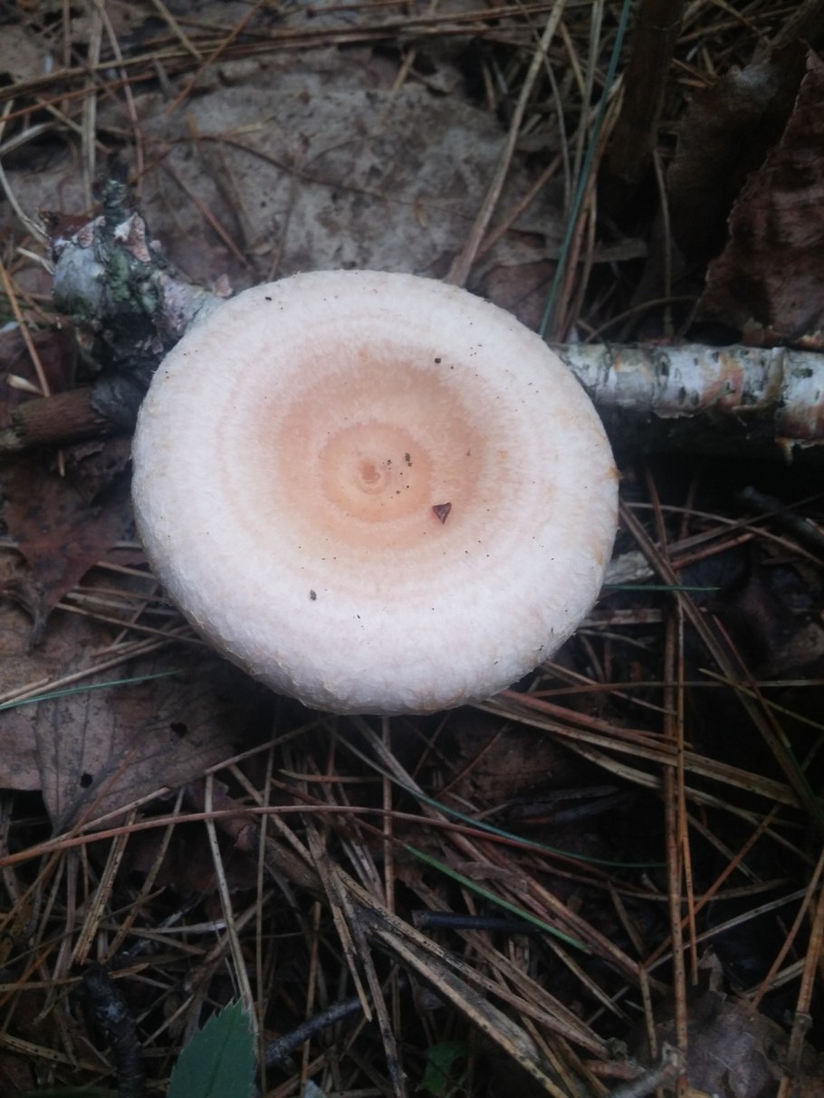 Волнушка белая Lactarius pubescens