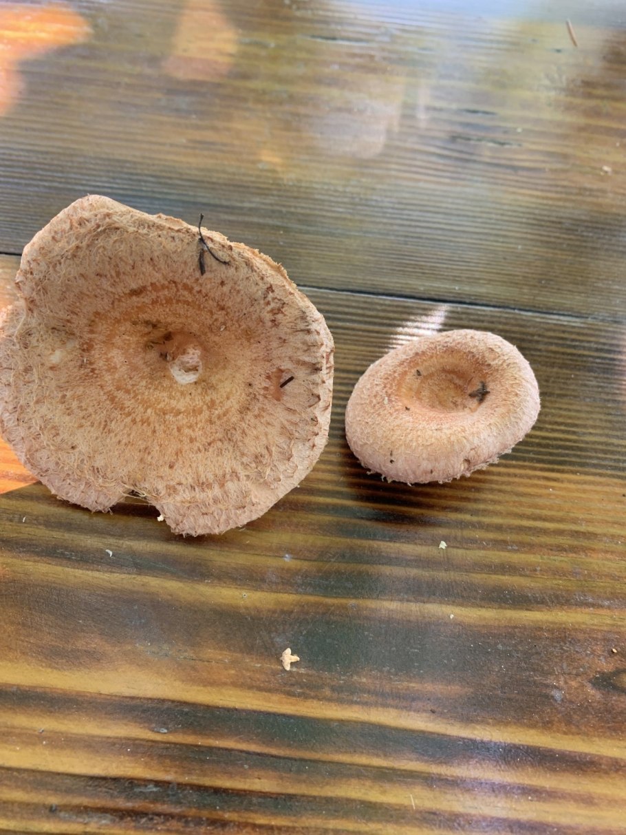 Волнушка коричневая