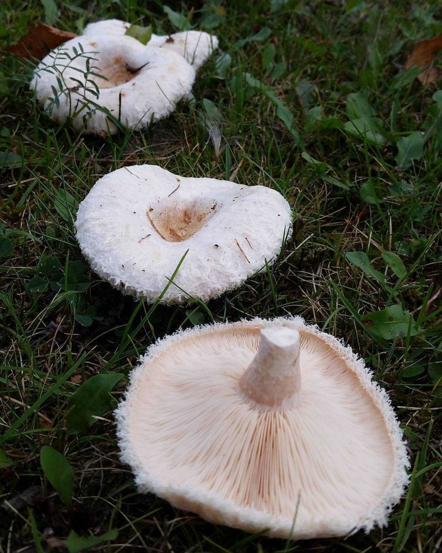 Волнушка белая съедобная