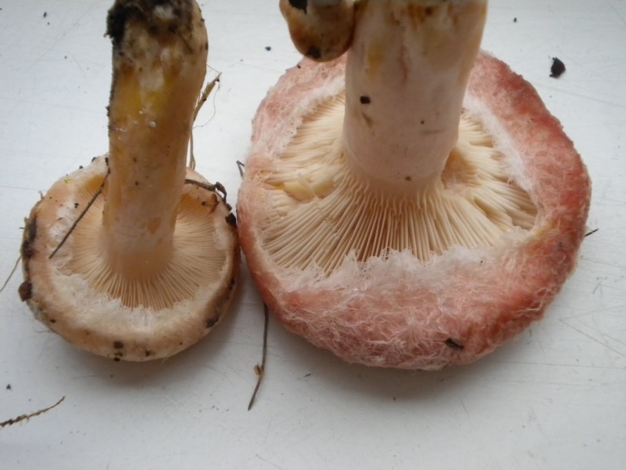 Волнушка белая Lactarius pubescens