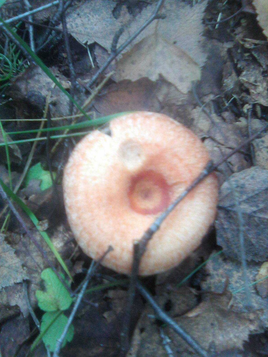 Волнушка Болотная