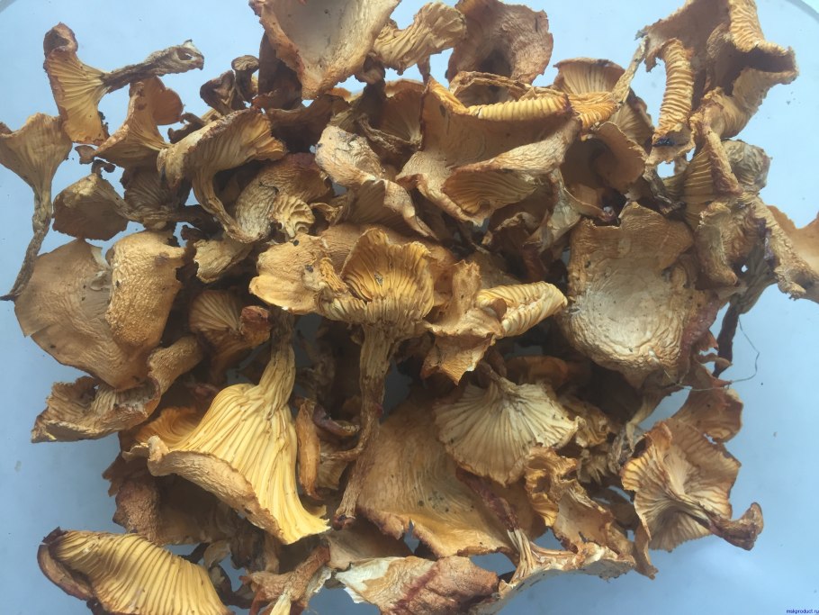 Маленькие лисички грибы