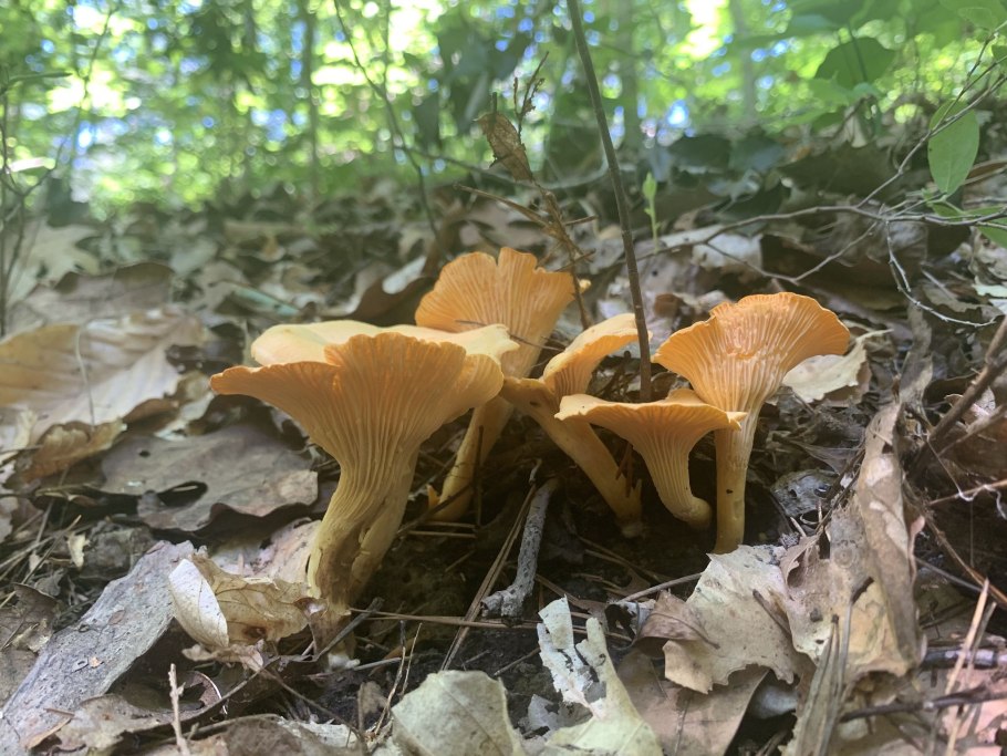 Лисичка желтая (Cantharellus cibarius)