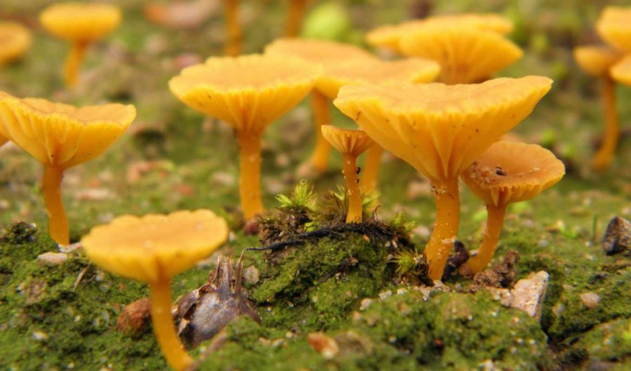 Грибы Карелии лисички