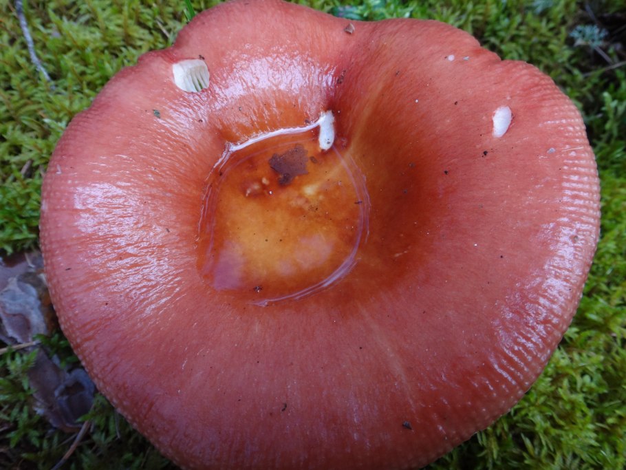 Млечник серо-розовый Lactarius helvus