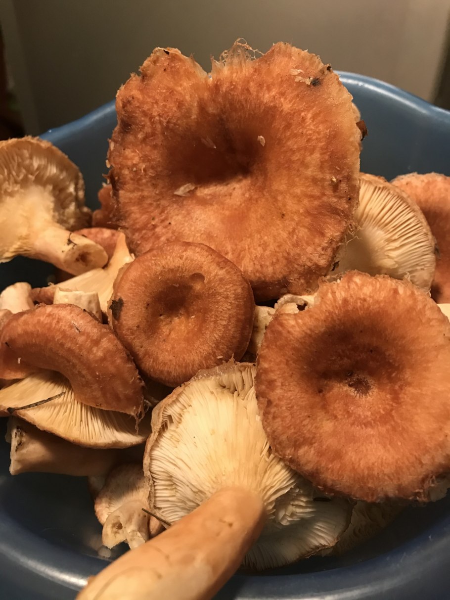 Розовый гриб