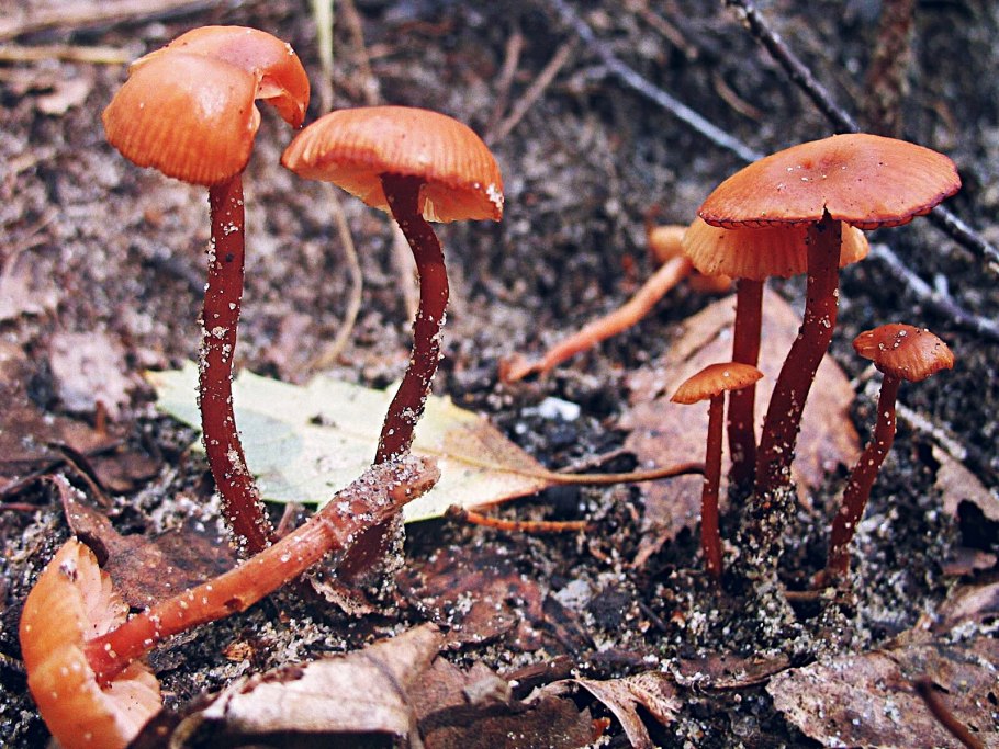 Плютей бледноватый (Pluteus satur)