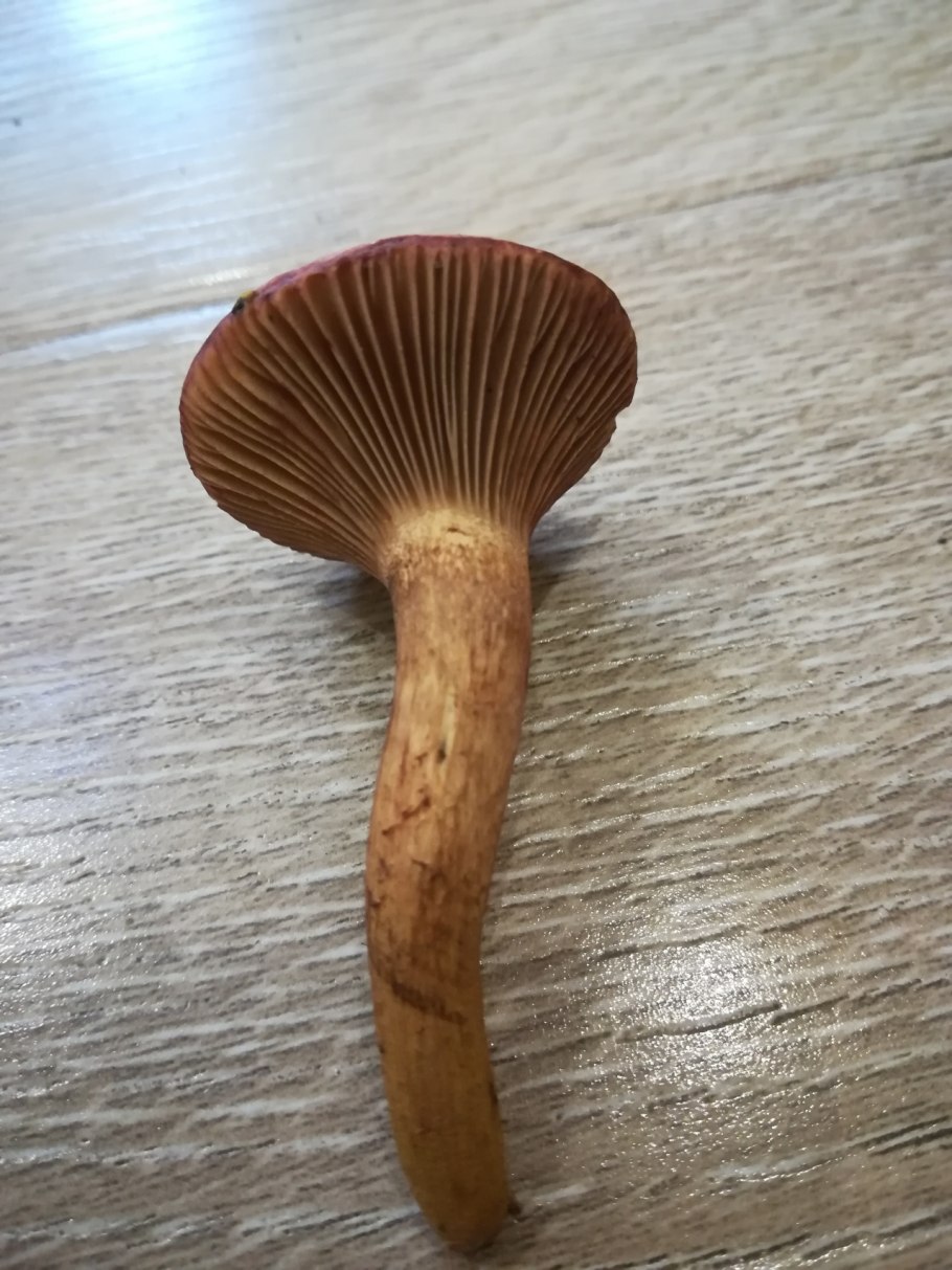 Плютей умбровый