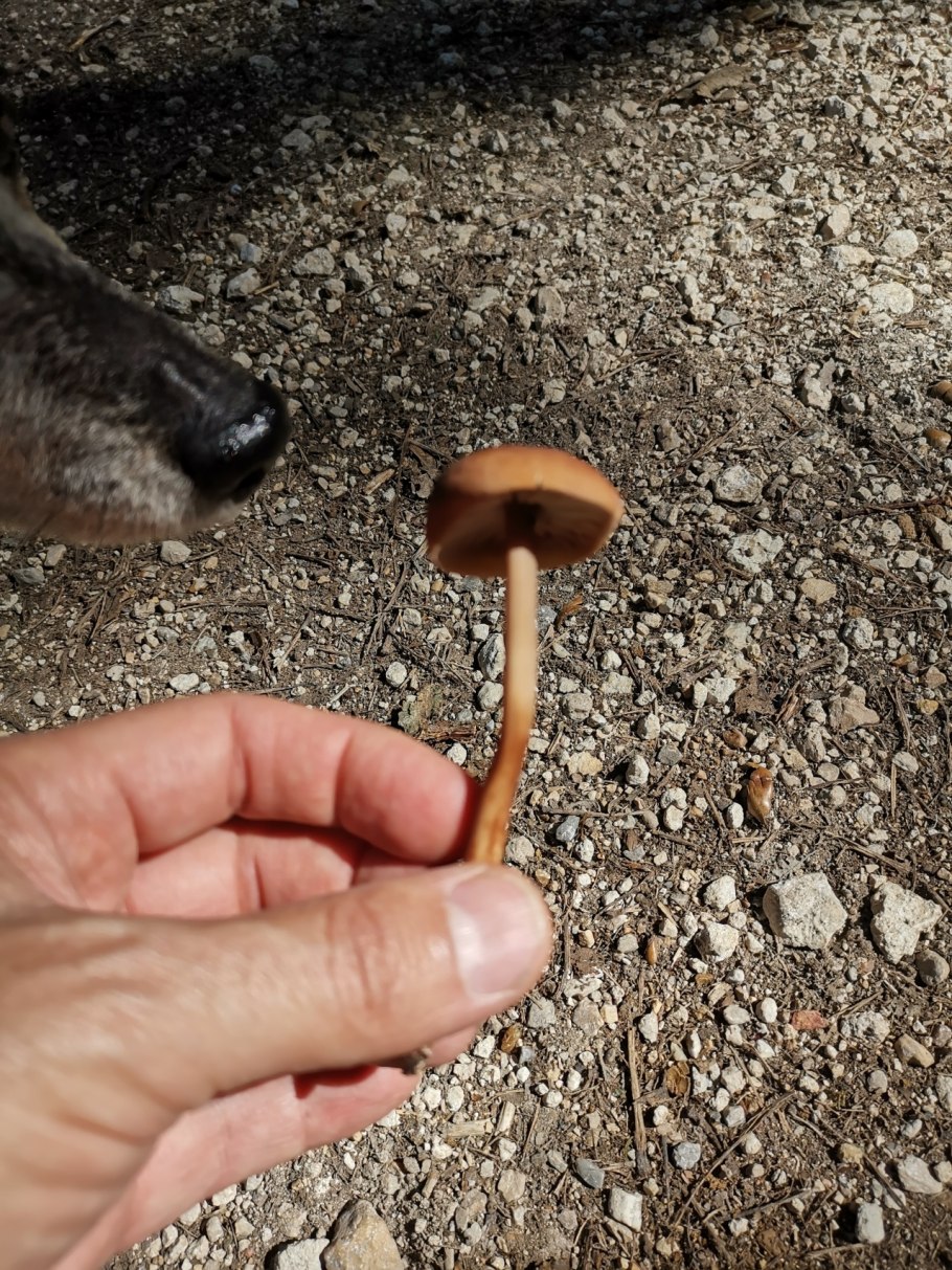 Коричневые грибы во дворе