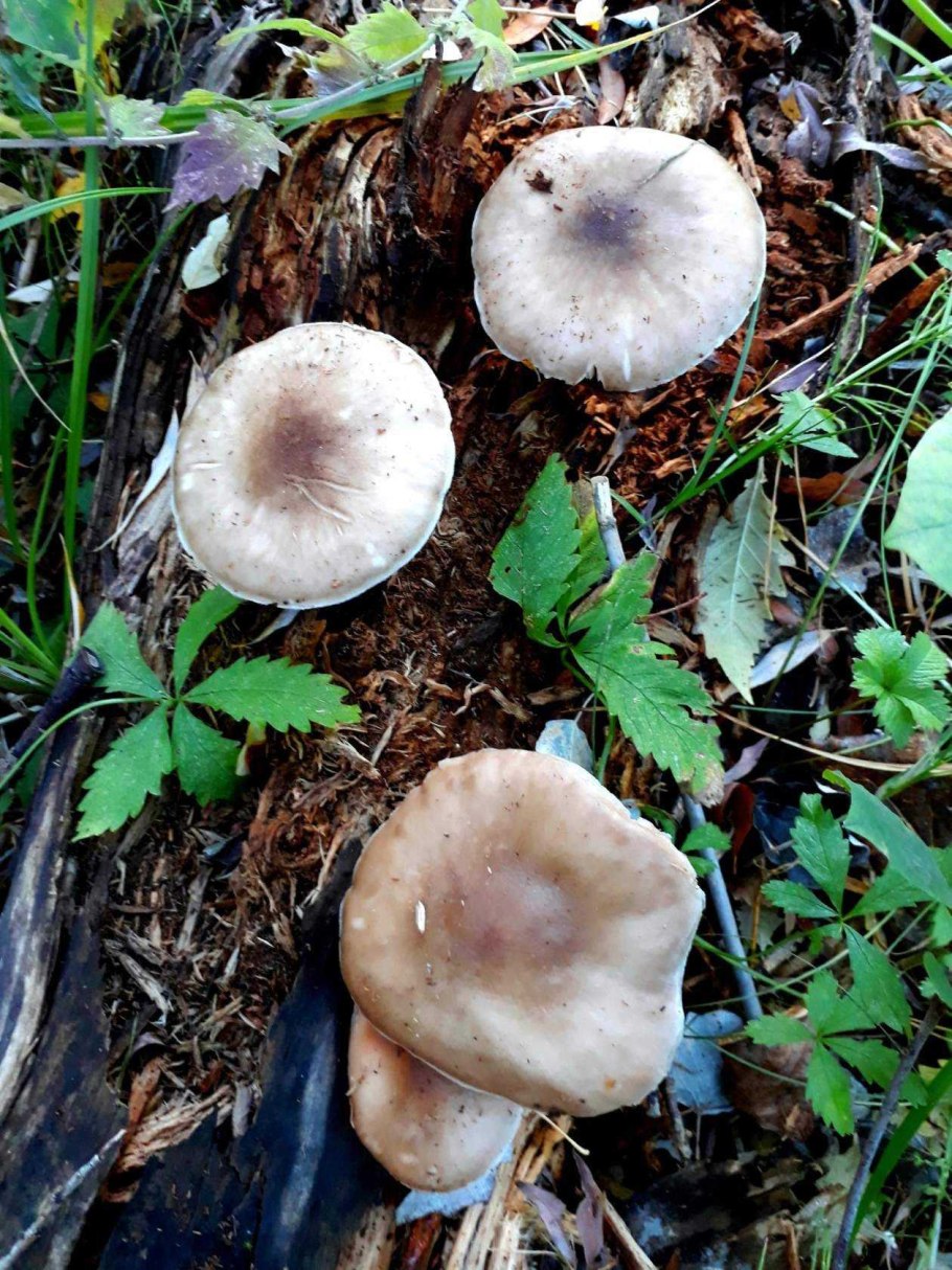 Brown Mushroom pictures