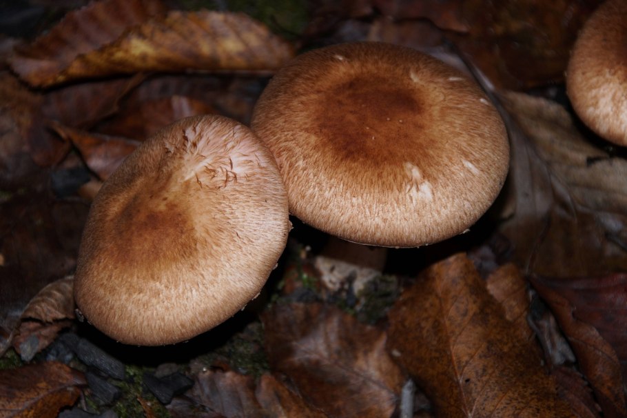 Белая внутри коричневая гриб