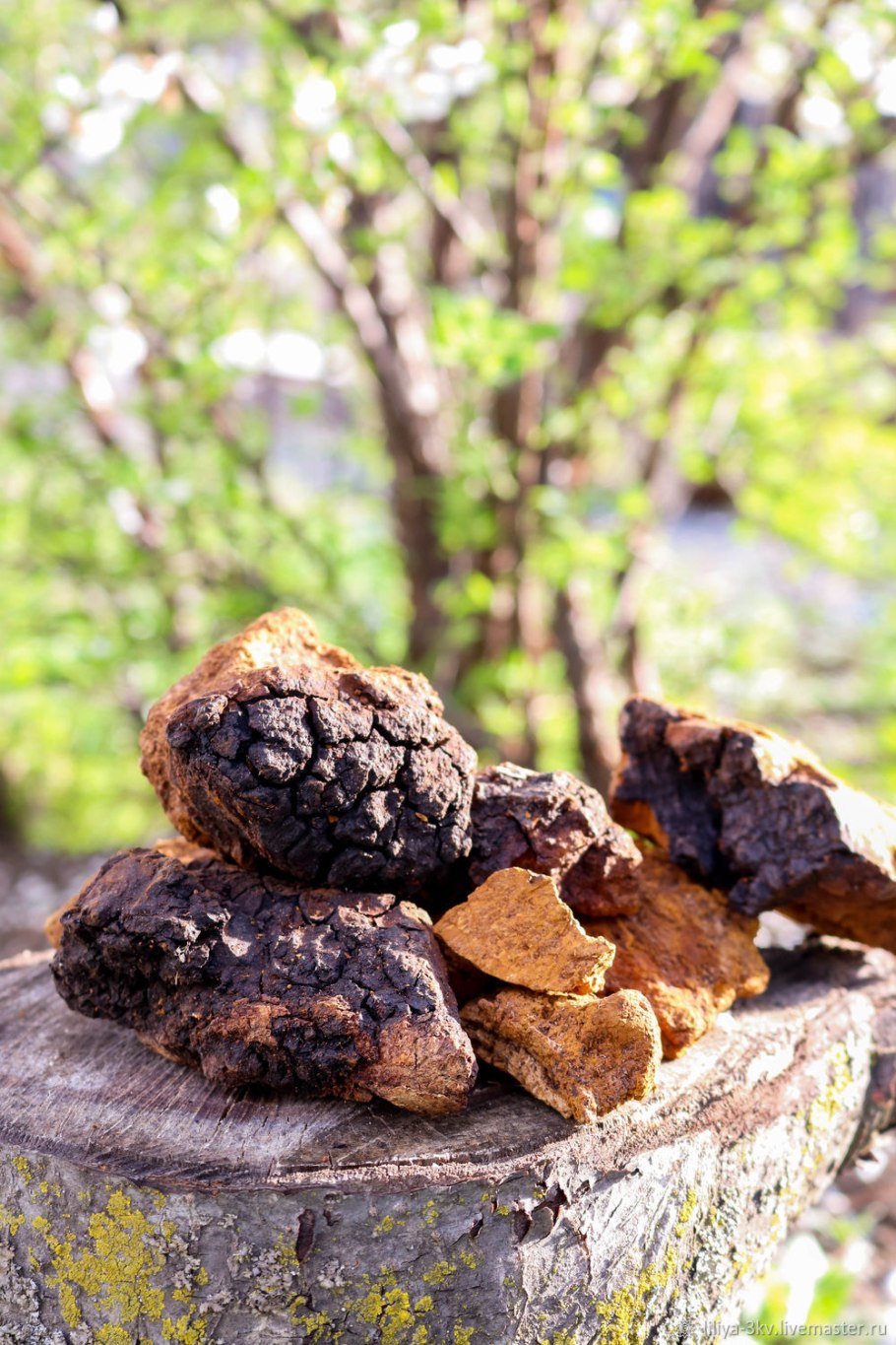 Чайный гриб чага