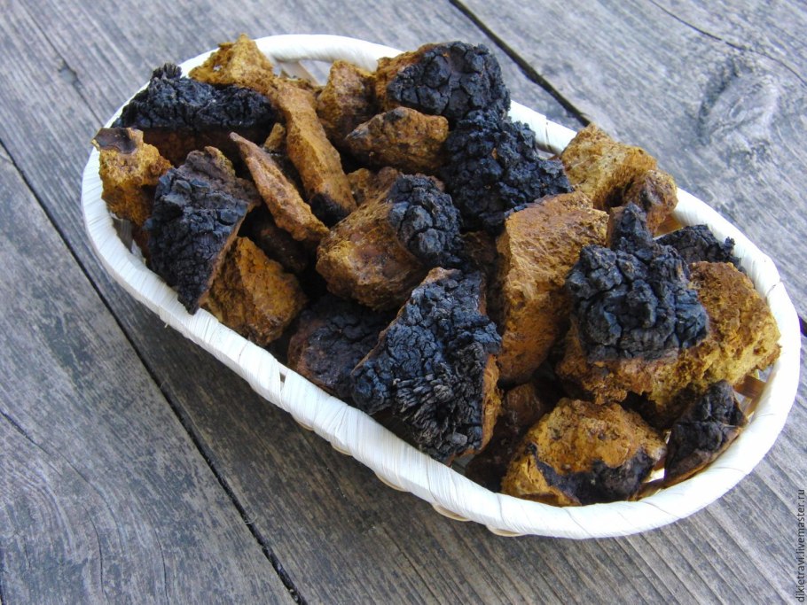 Сибирская чага гриб