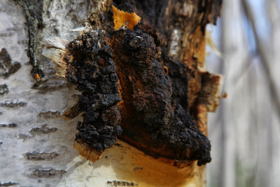 Чага Березовая