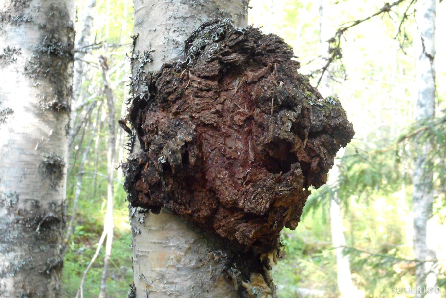 Береза и Березовая чага Тип отношений