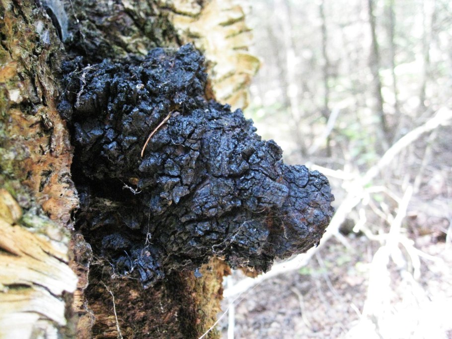 Чага (березовый гриб)