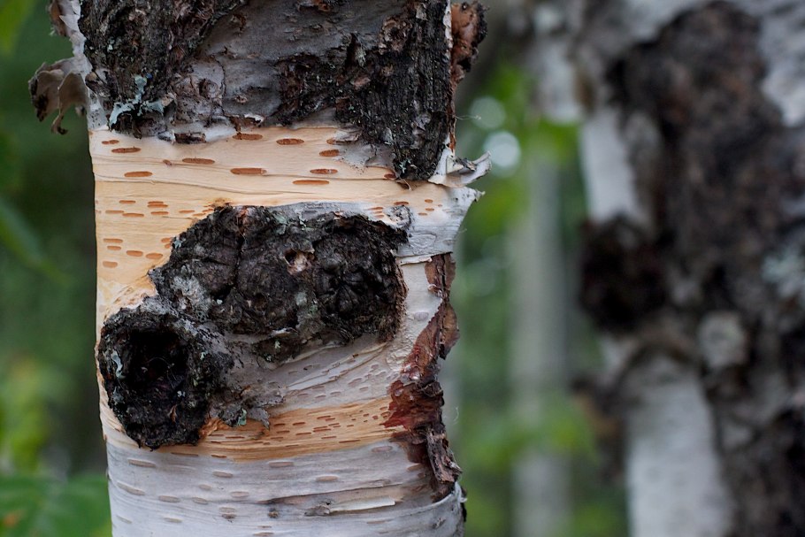 Чага Березовая