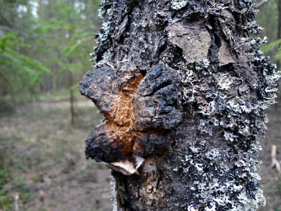 Гриба Inonotus obliquus".