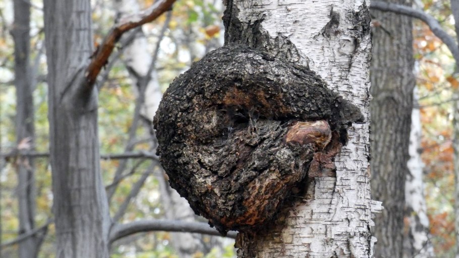 Чага дубовая