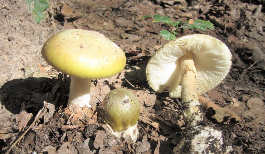 Рядовка Лиственная Tricholoma frondosae