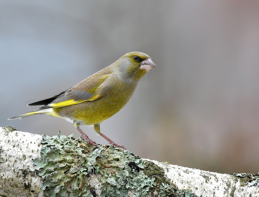 Зяблик зеленушка