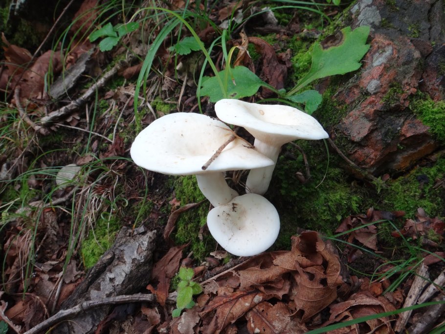 Белый груздь и скрипица