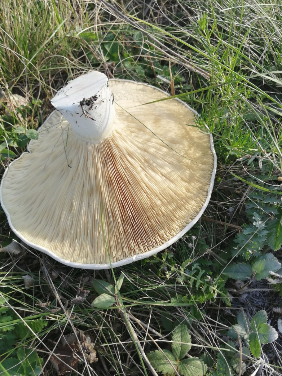 Мрамор White Mushrooms