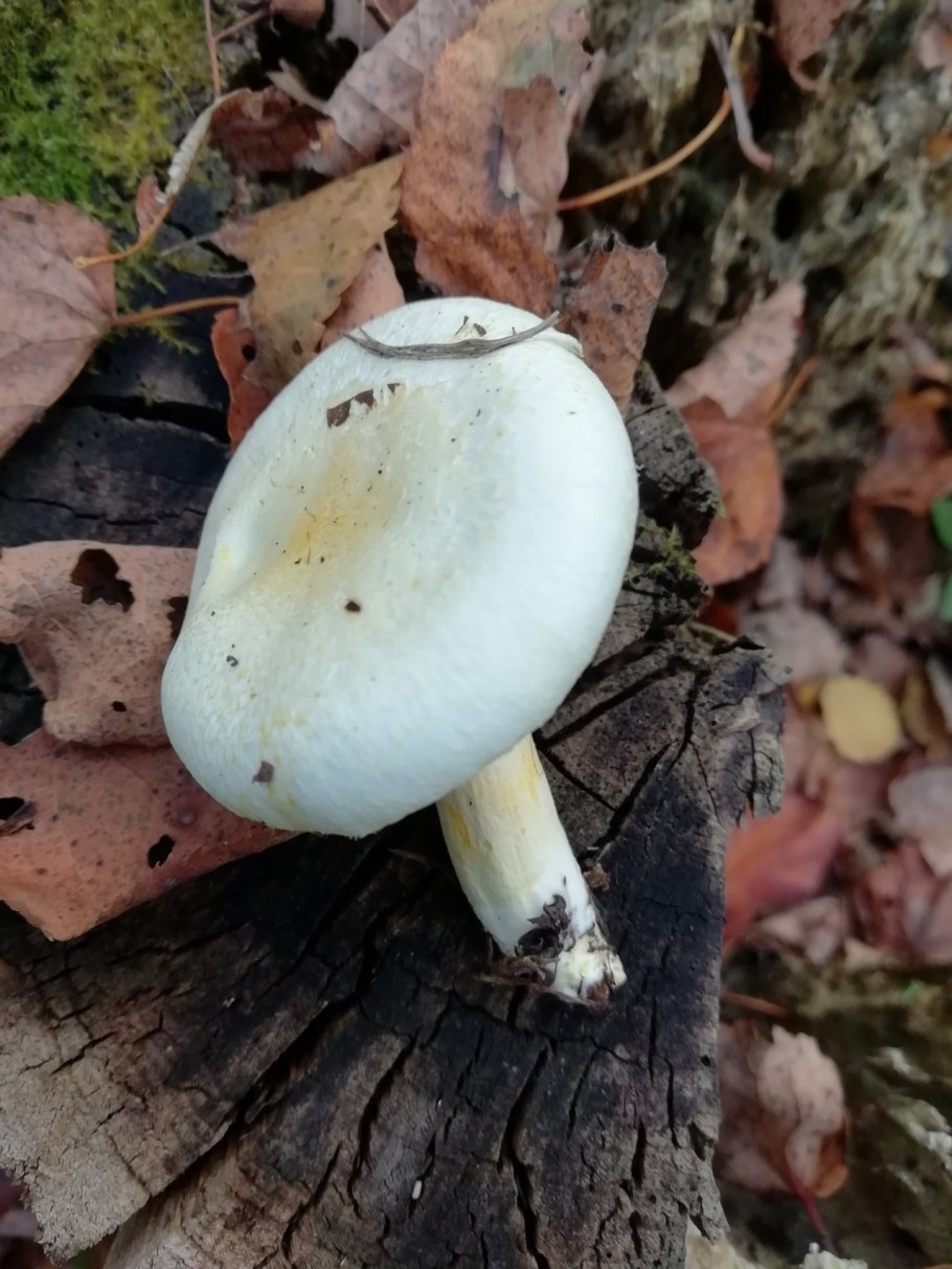 Russula Delica (подгруздок белый)