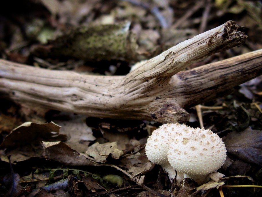 Груздь скрипица