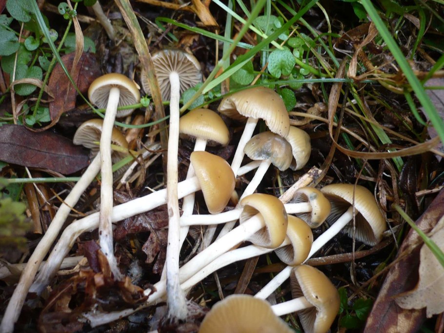 Psilocybe semilanceata
