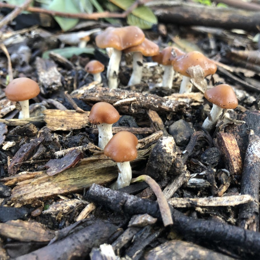 Psilocybe cyanescens гриб