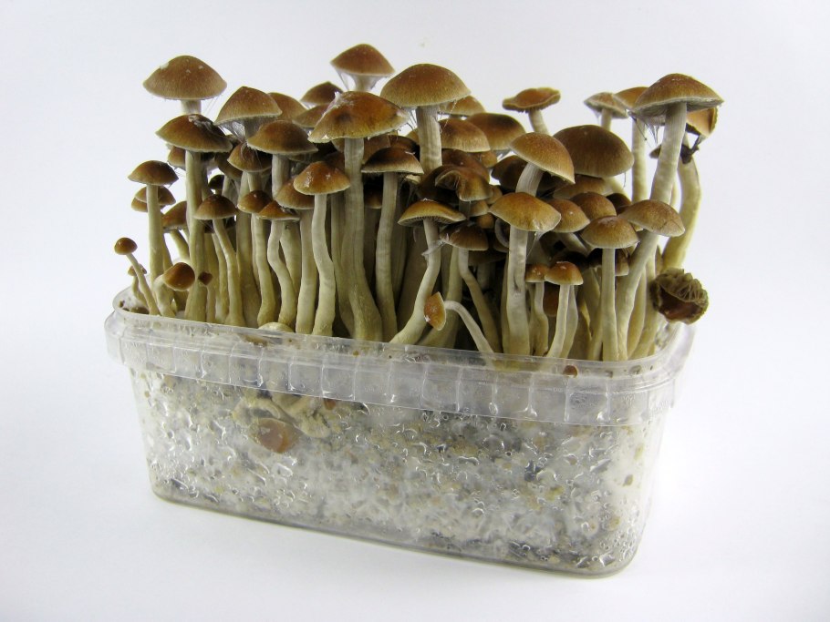 Серная голова Hyphaloma cyanescens