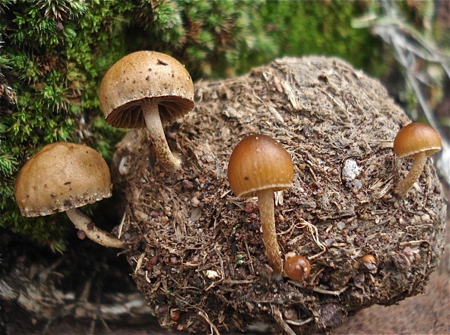 Псилоцибе Торфяная