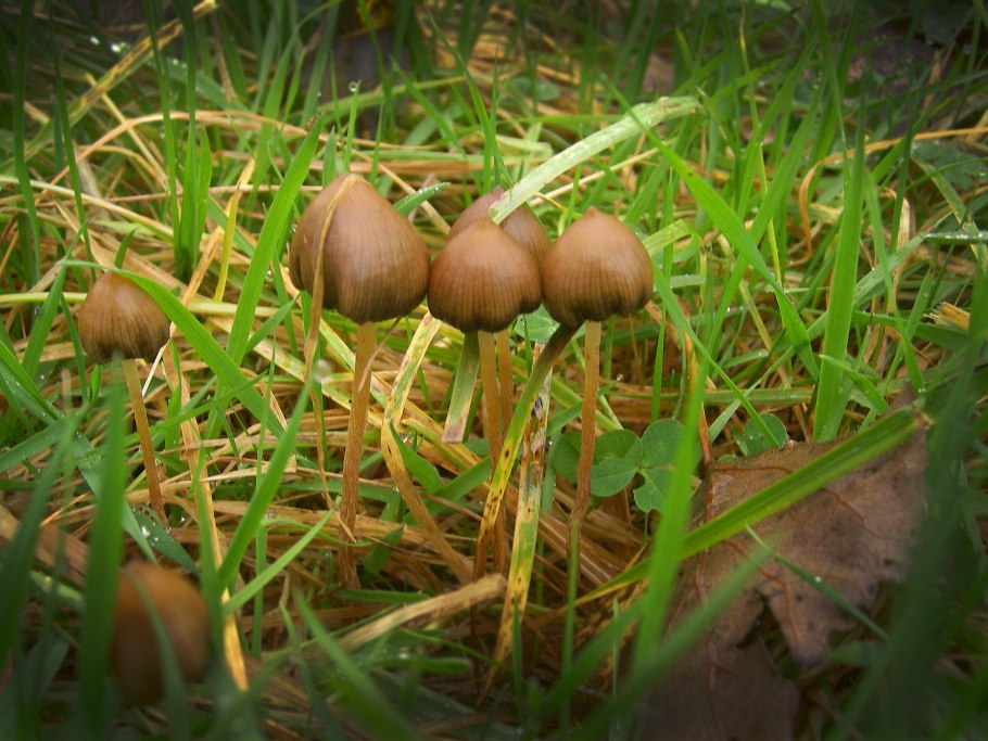 Psilocybe cyanescens в России