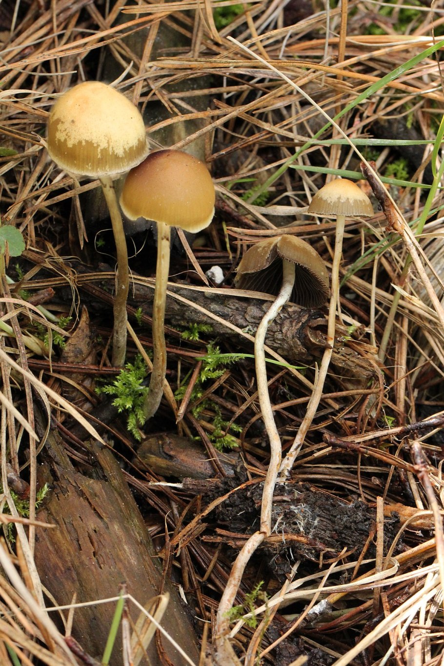 Mycena грибы псилоцибы