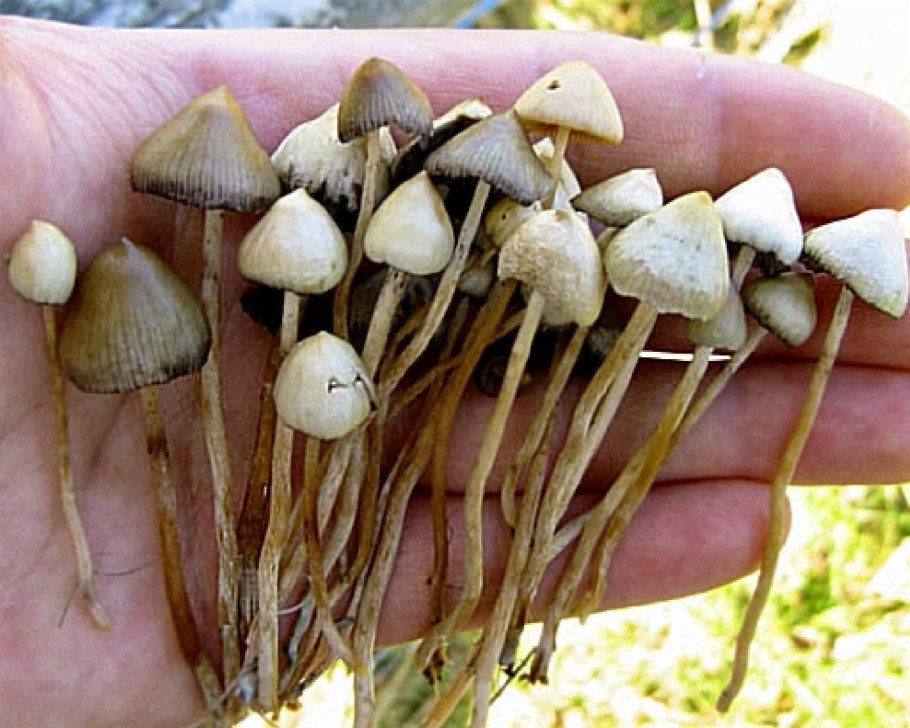 Псилоцибиновый гриб сушеный