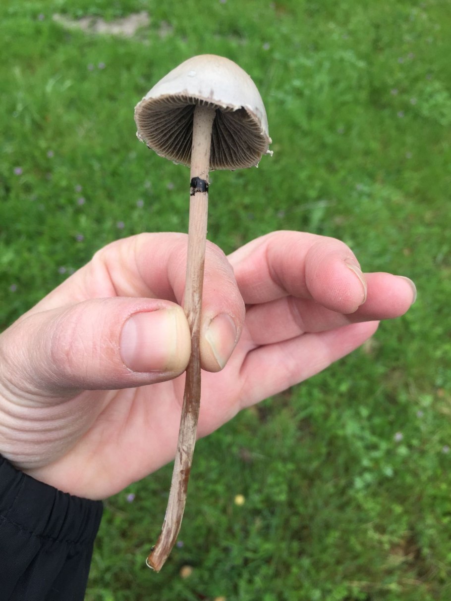 Голубой гриб Entoloma hochstetteri