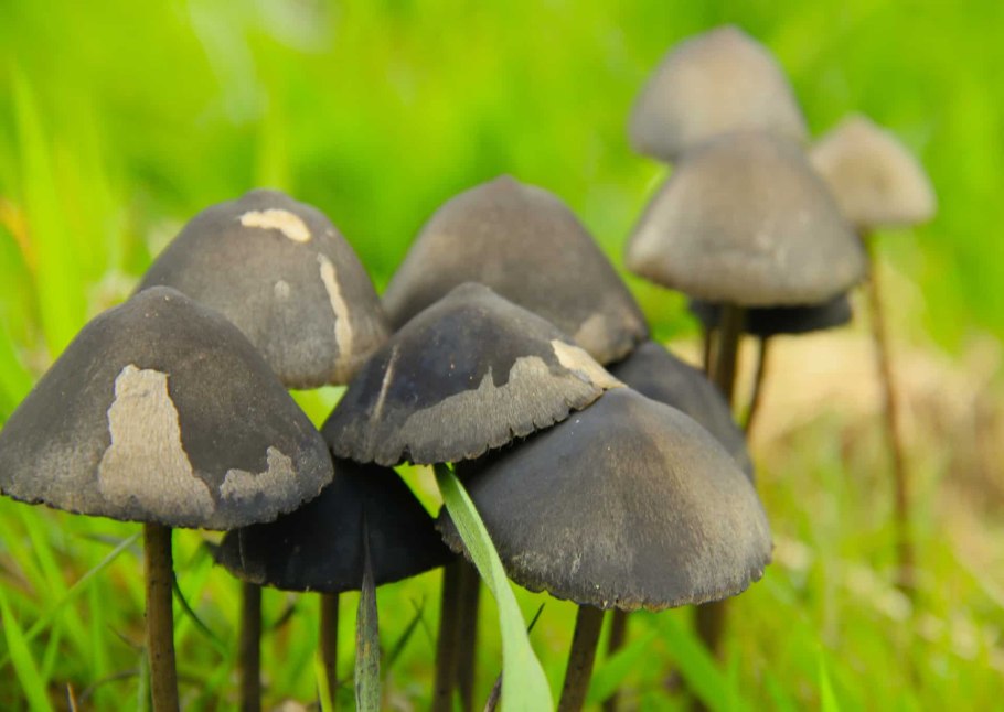Psilocybe semilanceata