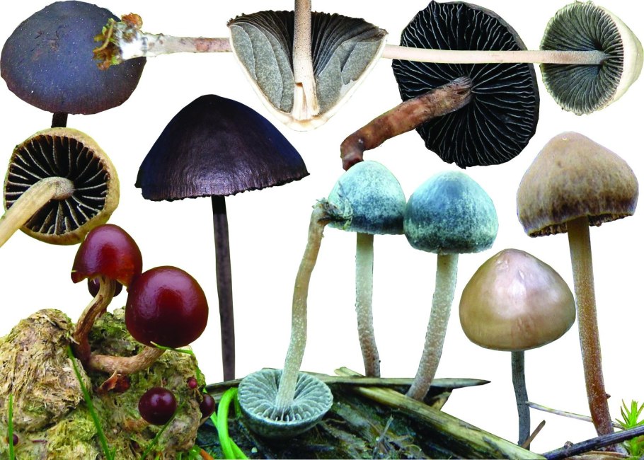 Псилоцибиновые(галлюциногенные) грибы