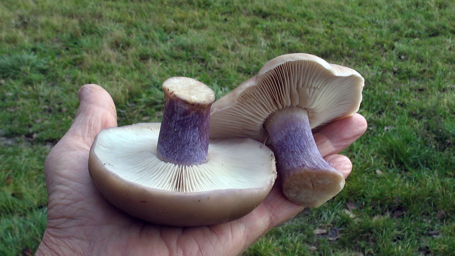 Леписта лиловоногая (синеножка)