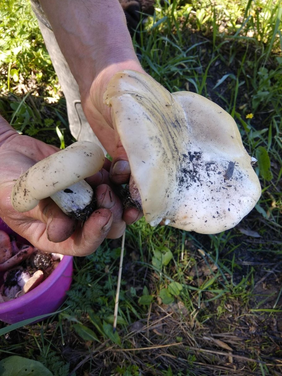 Рядовка серая Tricholoma portentosum.