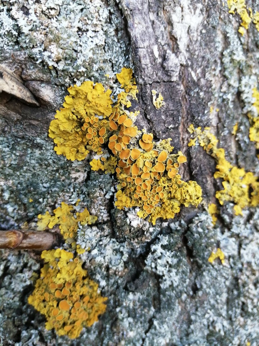 Трутовик серно-желтый молодой