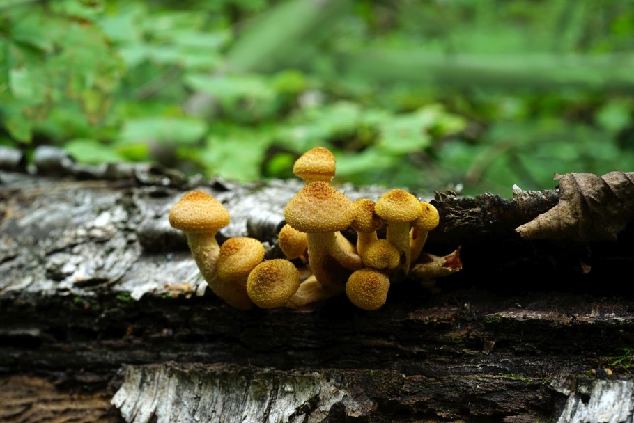 Бамбуковый гриб