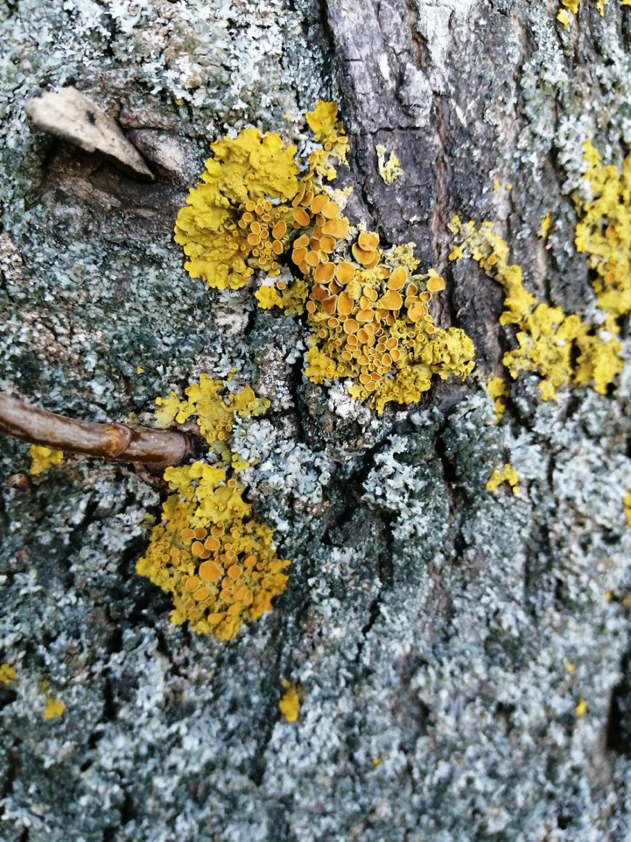 Желтый гриб на дереве